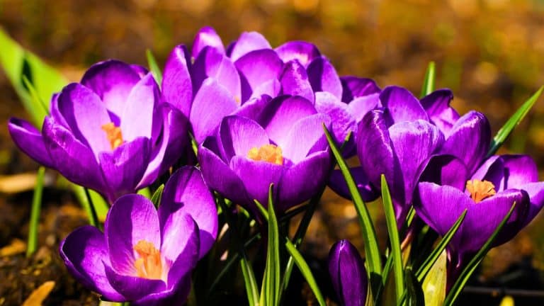 Les secrets pour transformer votre jardin avec des crocus éclatants au printemps