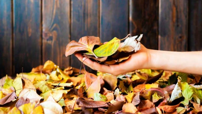 Feuilles mortes dans votre jardin ? Découvrez comment gérer ce défi avec finesse et savoir-faire juridique