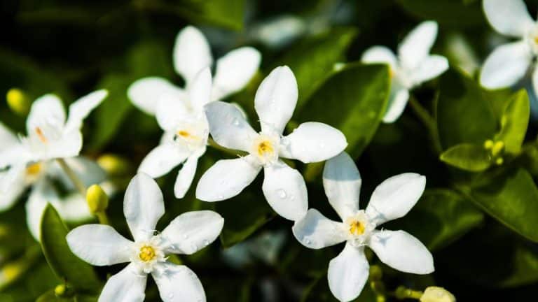 Les secrets pour transformer votre jardin en un sanctuaire privé et parfumé avec le jasmin