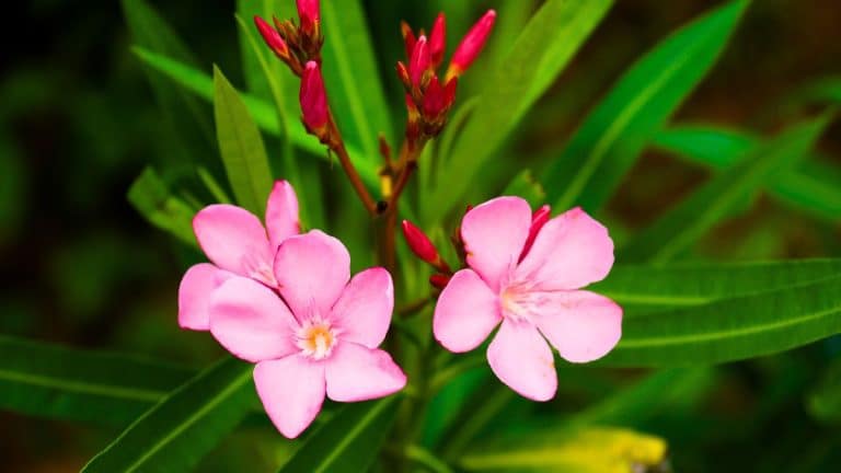 Transformez votre jardin en un éclat de couleurs avec des soins simples pour un laurier rose florissant