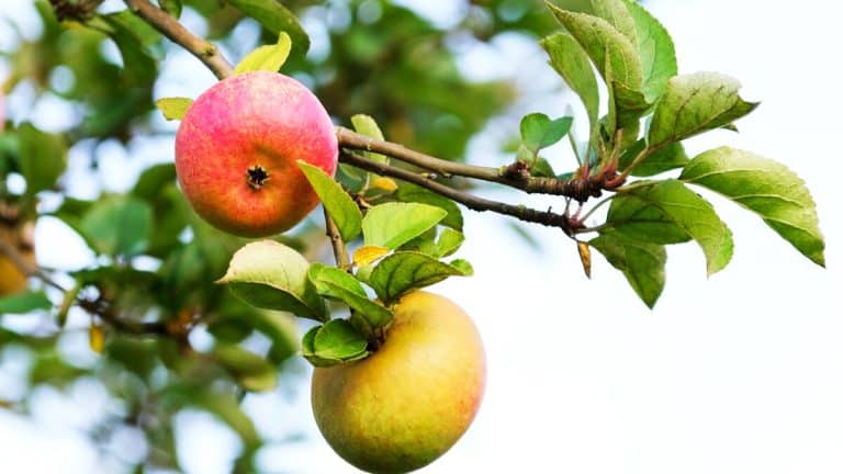 Les secrets de Corentin Hennuy pour créer une pépinière d’arbustes fruitiers écoresponsable