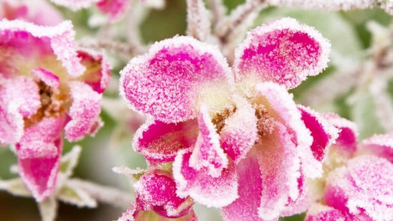 Les secrets de grand-mère pour protéger vos géraniums du froid sur le balcon : redécouvrez ces astuces essentielles