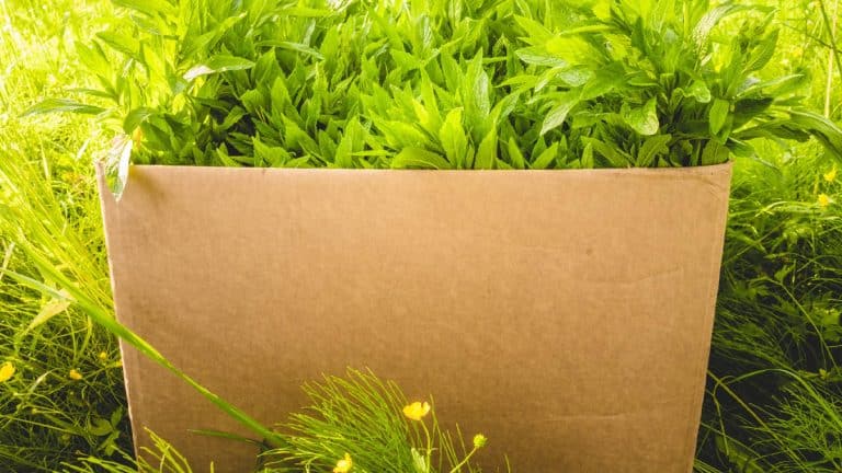 Les secrets du carton au jardin : transformez votre espace vert avec simplicité et écologie