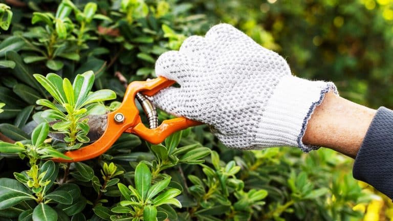 Les secrets d’un jardin résilient : découvrez quels arbres tailler en novembre pour un espace vert éclatant