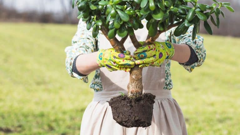 Les secrets pour choisir le moment parfait pour planter des arbres fruitiers dans votre jardin