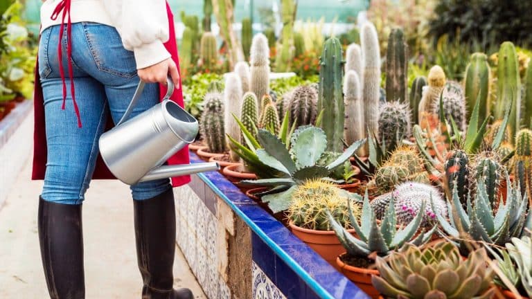 Les secrets pour multiplier votre cactus de Thanksgiving : un guide pas-à-pas pour un jardin intérieur florissant