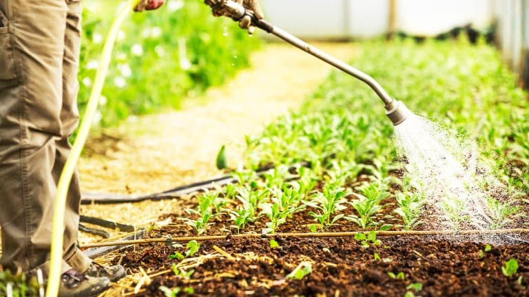 Les secrets pour protéger votre potager des ravageurs : stratégies naturelles et efficaces