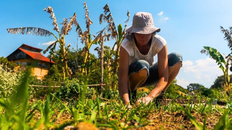 Découvrez comment transformer un sol calcaire en un havre de fertilité avec la permaculture