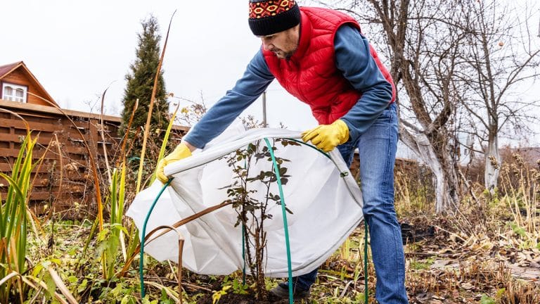 Préparez votre potager pour l’hiver : les étapes clés pour un jardin prêt à affronter le froid