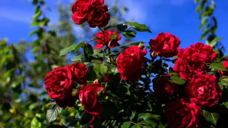 Ces gestes simples pour que vos roses trémières illuminent votre jardin jusqu’à l’automne