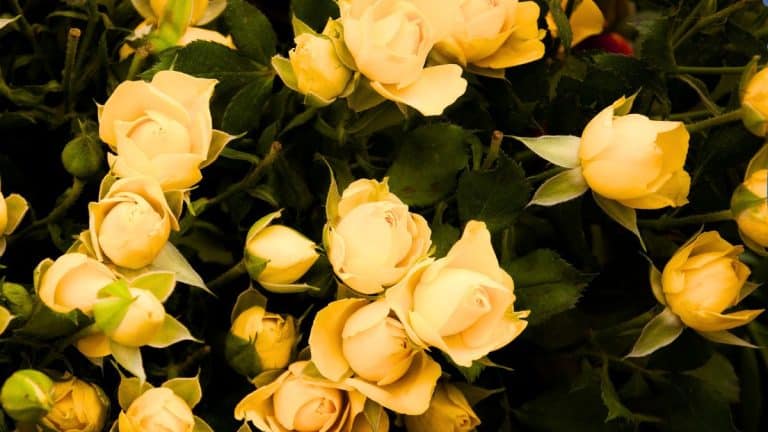 Les roses jaunes : un symbole complexe d’amitié et de pardon à découvrir absolument