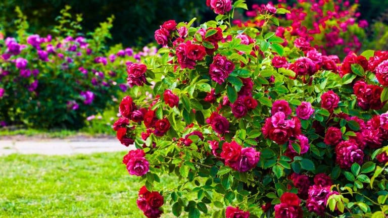 Découvrez comment multiplier vos rosiers sans effort : Techniques de bouturage pour un jardin fleuri toute l’année