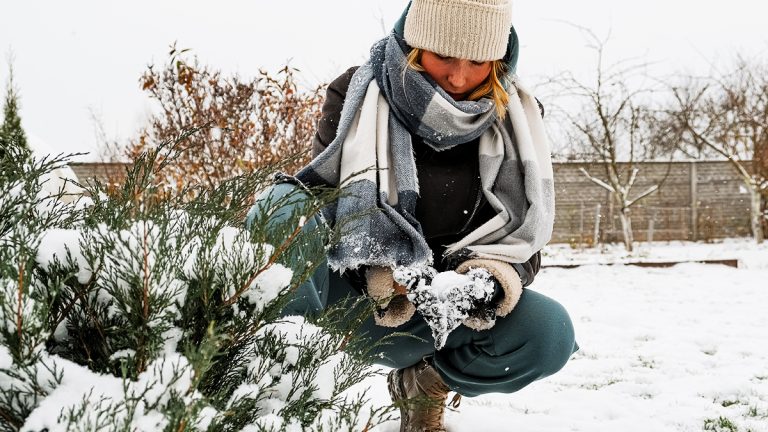 Trouvez la clé pour un potager prospère en hiver : techniques et astuces pour protéger vos plantes du froid