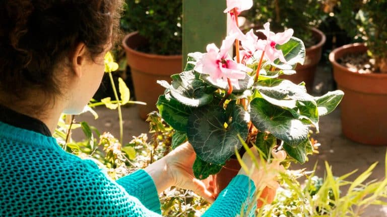 Votre jardin printanier en pleine splendeur : 10 conseils pratiques pour préparer votre espace vert dès maintenant