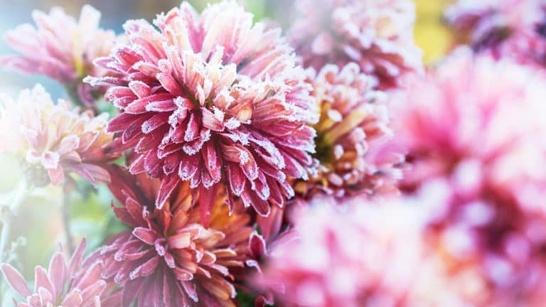 Octobre, le moment idéal pour planter la reine des fleurs d’hiver : découvrez comment et pourquoi