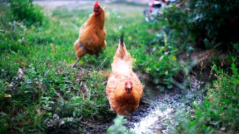 Protégez vos poules de la pluie : conseils experts pour un élevage sans tracas et un jardin prospère