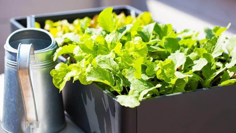 Quelles salades planter pour un potager résistant au froid ? Découvrez les variétés incontournables !