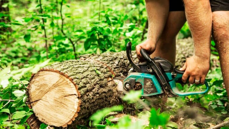 Les secrets pour éliminer une souche d’arbre sans nuire à votre jardin : des méthodes naturelles et efficaces révélées