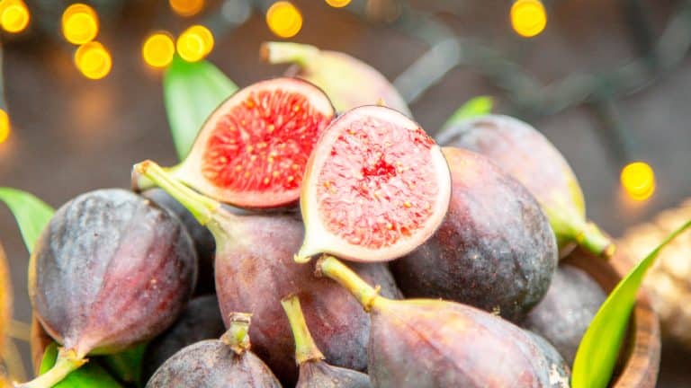 Vous rêvez de figues juteuses et sucrées ? Découvrez pourquoi et comment bouturer votre figuier en octobre