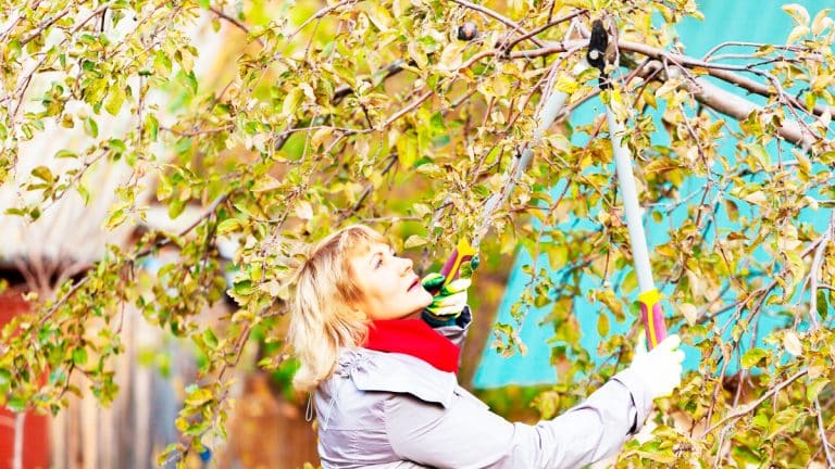 Comment préparer vos arbres fruitiers pour une floraison spectaculaire : découvrez les secrets d’une taille hivernale efficace