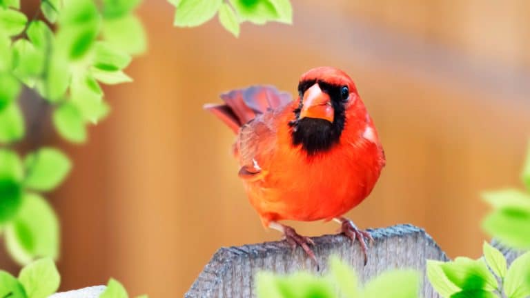 Comment attirer le chardonneret élégant dans votre jardin pour un automne éblouissant ?