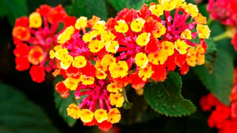 Protégez votre lantana des rigueurs de l’hiver : découvrez des techniques simples pour une floraison éclatante