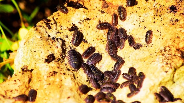 Les larves utiles à votre jardin : découvrez ces alliés insoupçonnés pour un écosystème florissant