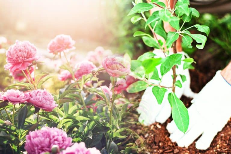 Ces secrets pour planter des pivoines en automne et garantir une floraison époustouflante au printemps