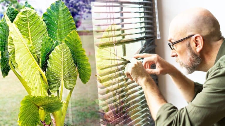 Créez un havre de paix chez vous : découvrez les plantes géantes qui protègeront votre jardin des curieux