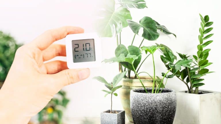 Découvrez ces 5 plantes d’intérieur qui purifieront l’air de votre maison tout en réduisant l’humidité