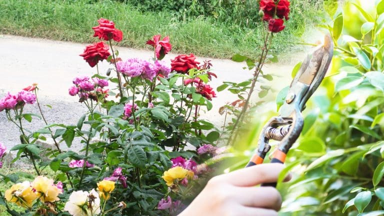 Découvrez comment transformer vos rosiers en spectacles floraux avec ces techniques de taille