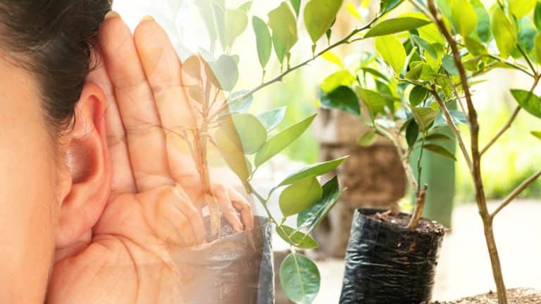 Les murmures insoupçonnés de nos jardins : découvrez comment les plantes nous parlent réellement