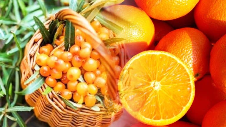 Les secrets de l’argousier : découvrez cet arbuste qui surpasse l’orange en vitamine C