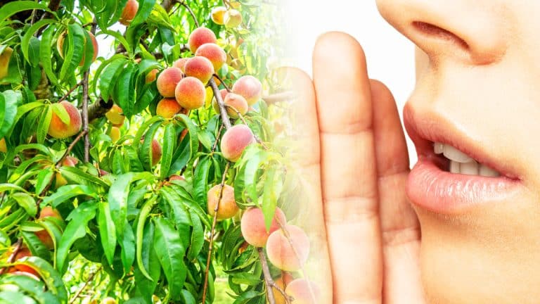 Les secrets d’une taille automnale efficace pour des arbres fruitiers plus productifs de 30%