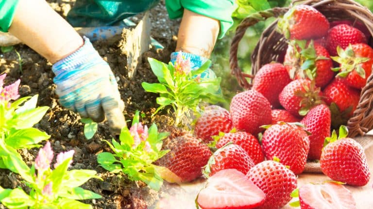 Plantez vos fraisiers dès maintenant pour savourer des fraises juteuses l’année prochaine