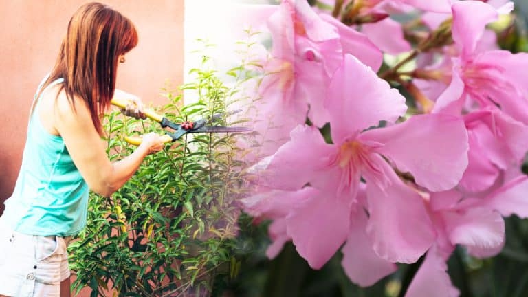 Redécouvrez votre jardin : conseils essentiels pour tailler le laurier-rose en octobre et révéler sa splendeur