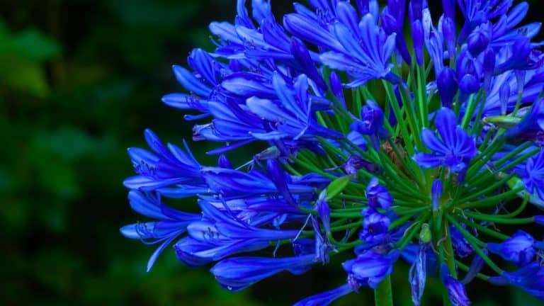 Les secrets d’octobre pour des agapanthes flamboyantes l’été prochain : vos incontournables