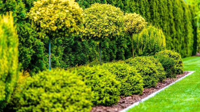 Cet arbre transforme votre jardin en un paradis coloré en un claquement de doigts