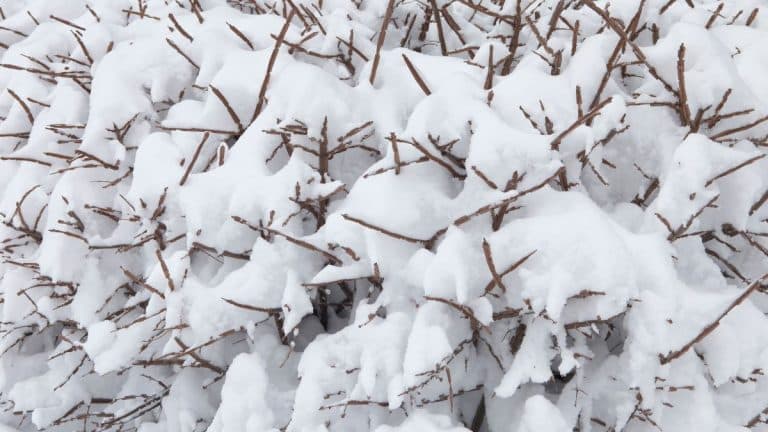 Les secrets pour protéger vos arbustes du poids de la neige sans les endommager