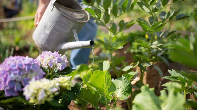 Arrosage hivernal : vos plantes sous la neige ont-elles soif ? Découvrez les secrets pour les garder en santé