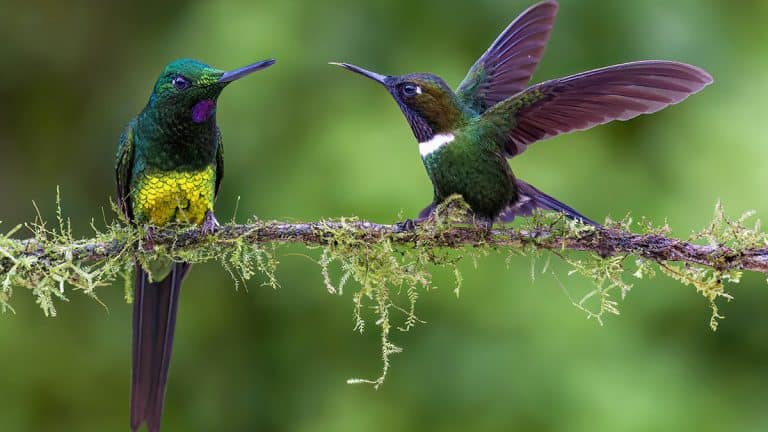 Attirez une symphonie d’oiseaux dans votre jardin cet automne avec une plante magique