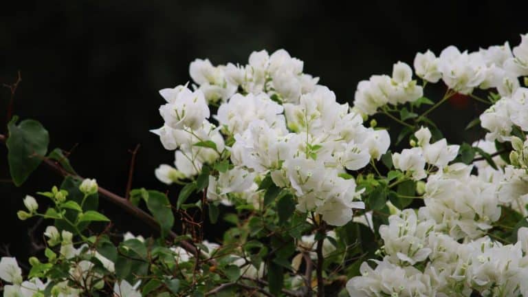 Transformez votre jardin en un spectacle de couleurs : secrets pour tailler votre bougainvillée et garantir une floraison magnifique