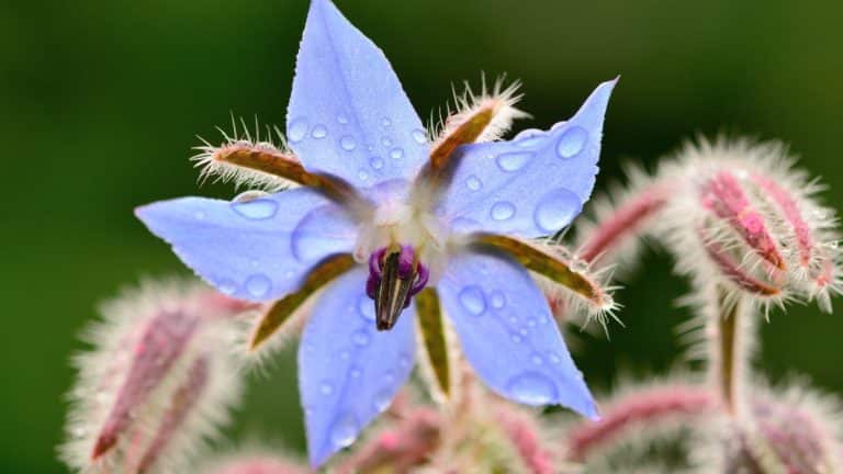 Découvrez la bourrache : cette plante méconnue qui révolutionnera votre jardin et votre cuisine