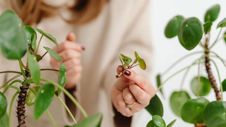 Découvrez comment enrichir votre jardin avec des boutures faciles pour un espace fleuri toute l’année