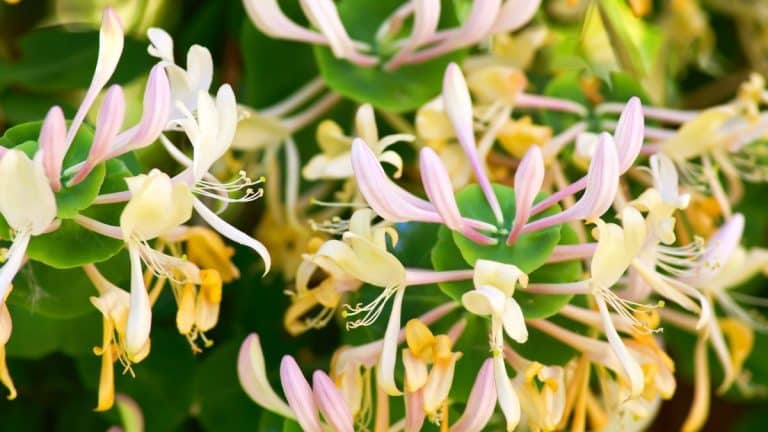 Découvrez comment le chèvrefeuille transformera votre jardin en havre de paix parfumé