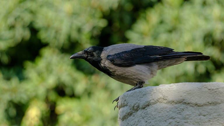 Comment ces petits oiseaux gardiens transforment votre jardin en sanctuaire de verdure et de vie