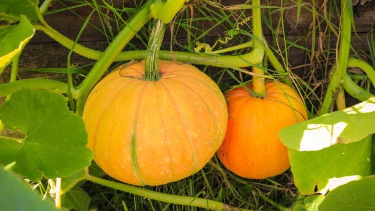 Transformez votre jardin cet automne : secrets pour cultiver des potimarrons savoureux dès la plantation !