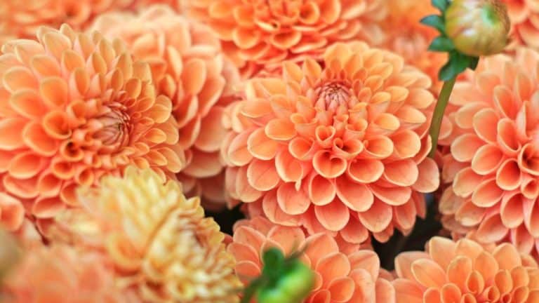 Découvrez comment les techniques de grand-mère transforment un jardin ordinaire en un spectacle de dahlias éclatants