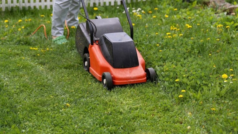 Préparez votre jardin pour l’hiver : astuces essentielles pour la dernière tonte de l’année