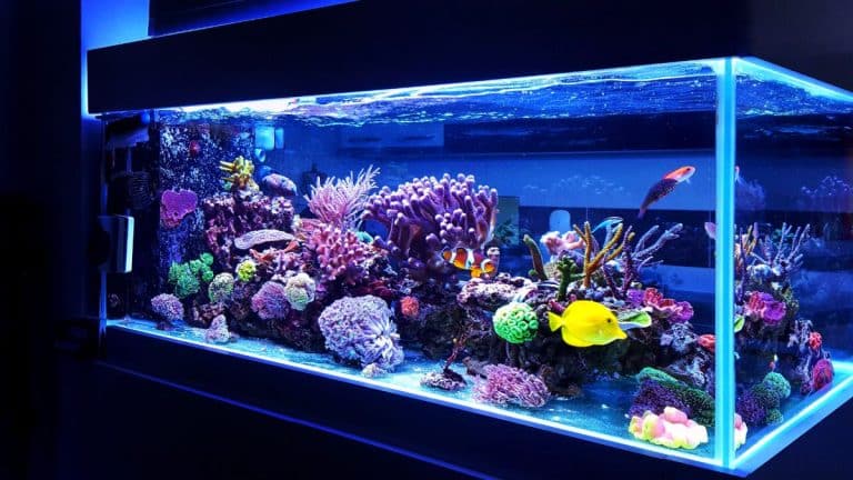 Ne jetez plus l’eau de votre aquarium : découvrez son impact révolutionnaire pour vos plantes